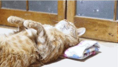 cat sleeping GIF by Cheezburger
