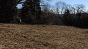 Sunny Day Grass GIF by JC Property Professionals