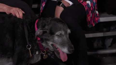 heart of television dog GIF by Hallmark Channel