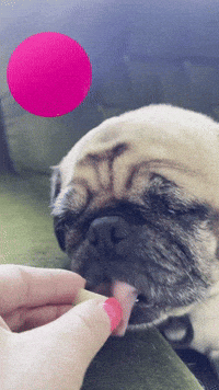 Dog Eat GIF