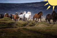 Eldhestar running sweet amazing horse GIF