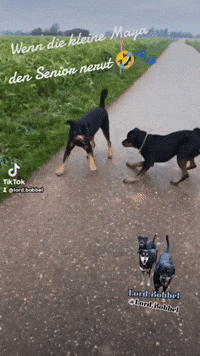 LordBobbel lord rottweiler nerven mailo GIF