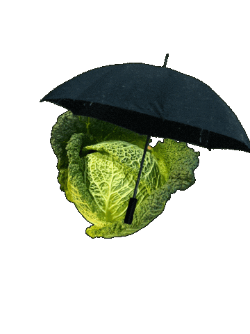 Rain Raining Sticker