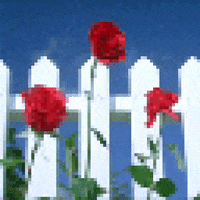 David Lynch Movie GIF