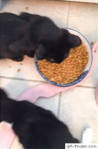 cat GIF