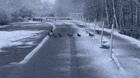 Flock of Ducks Waddle Across Snowy Road