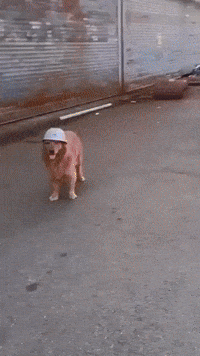 Golden Retriever Construction GIF by Respective