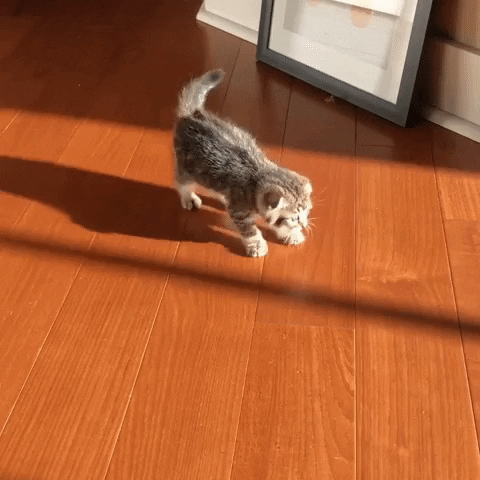 annamischke cat confused kitten king GIF