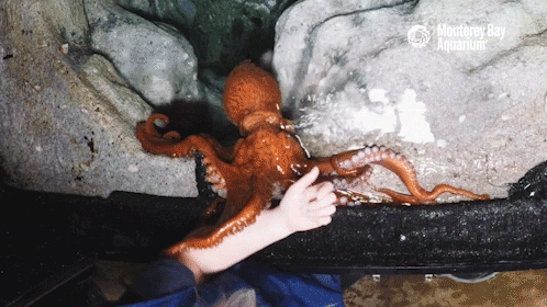 giant pacific octopus GIF by Monterey Bay Aquarium