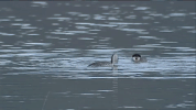 Dance Rushing GIF by U.S. Fish and Wildlife Service
