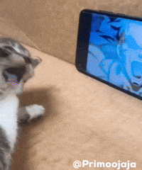 Cat Kitty GIF