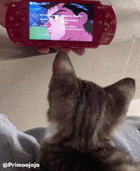 Cat Kitty GIF