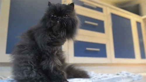 two legged cat GIF by Testing 1, 2, 3