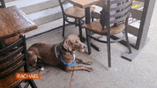 Dog Food GIF by Rachael Ray Show
