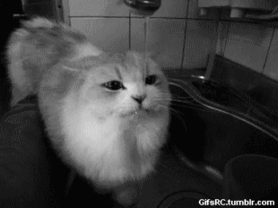 funny cat GIF