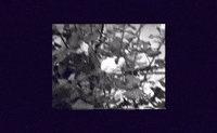 MemoryMusic memory music memorymusic seerbeliever seer believer GIF