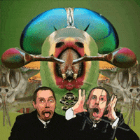 Art Insects GIF by NACHTSCHIMMEN Music-Theatre-Language NIGHTSHADES