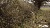 Wilding Time Lapse GIF by PBS