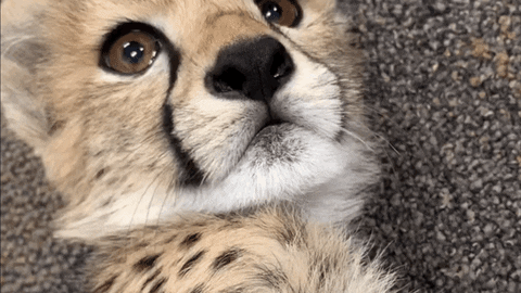 Cat GIF by Cincinnati Zoo