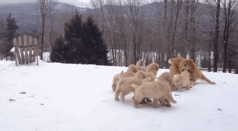 puppies swarm GIF