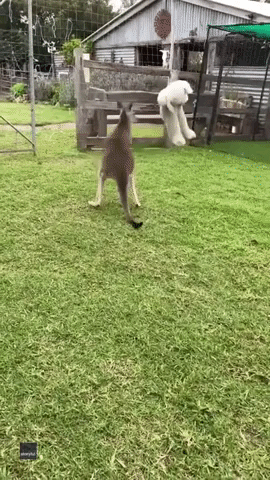 Kangaroo Works Out With Stuffed Elephant