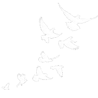 celinecanto18 white aesthetic tumblr birds Sticker