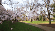 Cherry Blossoms School GIF by Vanderbilt University