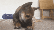 shiba inu play GIF by KeepUpWithJaz