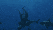 Discovery Sharks GIF by Shark Week