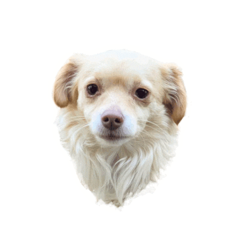 ohangeltears dog puppy doggo south Sticker