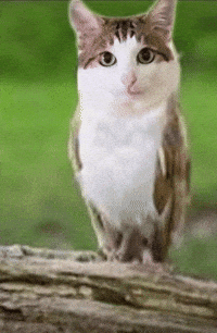 Baobao GIF