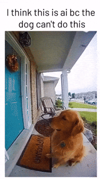 Dog Water GIF