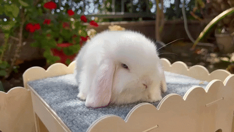 billytis26 giphyupload GIF