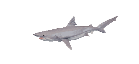 Shake It Shark Sticker by Zacxophone