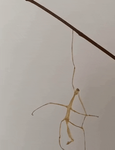 e-Kazan giphyupload GIF