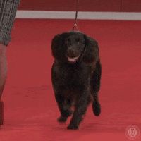 On My Way Smile GIF by American Kennel Club