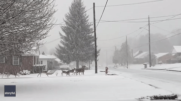 Herd of Deer File Across Deserted Road During Snowstorm in Southern Virginia