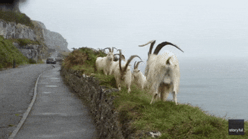 Goats With Enormous Horns Stick Together After Butting Heads