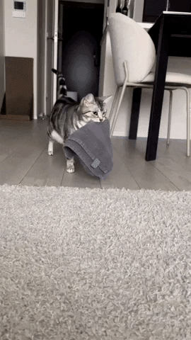 cuteanimalland giphyupload GIF