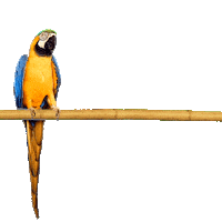 parrot loro movistar Sticker by Movistar España