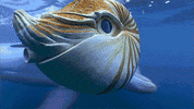 marine life dolphins GIF by ThirteenWNET