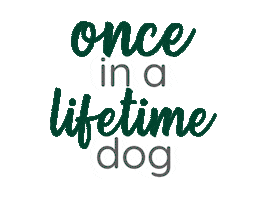 Dog Sticker by ROMNEYS