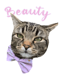 Cat Beauty Sticker