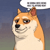Shiba Inu Thinking GIF by Doge Pound