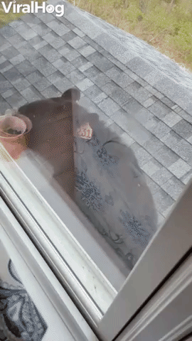 Bear Applies as Window Washer