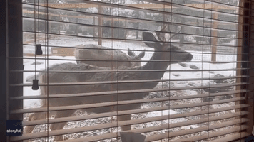 Deer Stares Into Estes Park Home