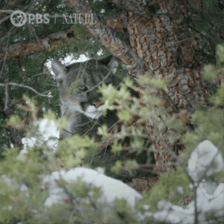 Explore Mountain Lion GIF by Nature on PBS