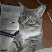 Cat Kitty GIF by Hacker Noon