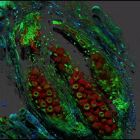 Cell Culture Microscope GIF by LeicaMicrosystems