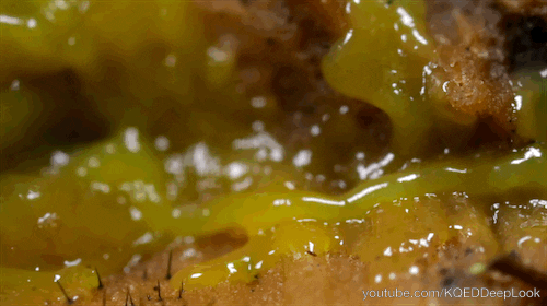 slime molds video GIF by KQEDScience